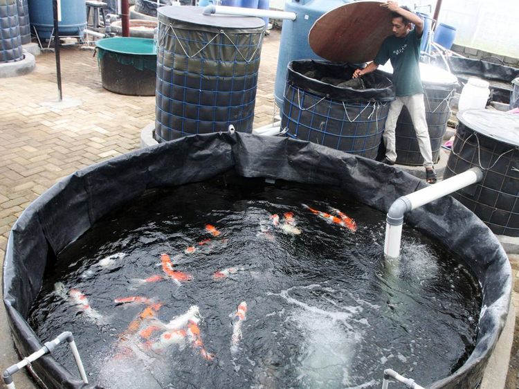 Bisnis Ikan Koi Masih Laku?