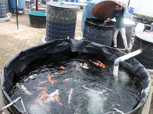 Bisnis Ikan Koi Masih Laku?