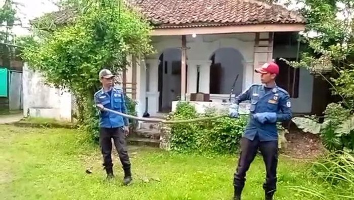 Petugas damkar melakukan evakuasi king kobra di Lebak (dok. Istimewa)