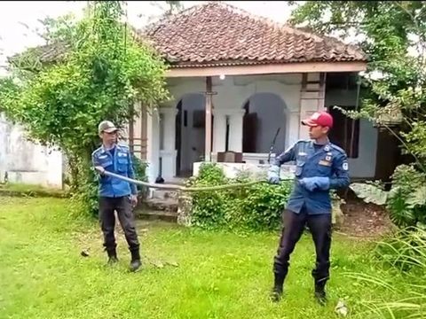 Petugas damkar melakukan evakuasi king kobra di Lebak (dok. Istimewa)