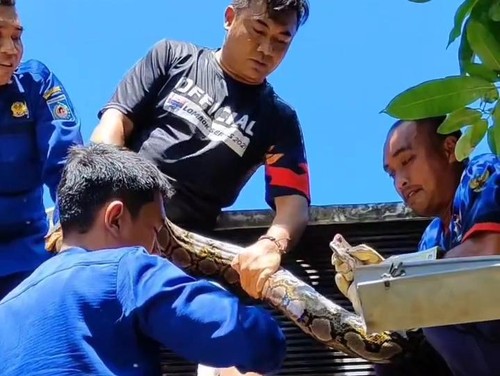 Petugas Damkar mengevakuasi ular piton sepanjang dua meter lebih yang merayap ke atap rumah warga di Perumahan Lingkar Permai, Kelurahan Tanjung Karang, Kecamatan Sekarbela, Kota Mataram.