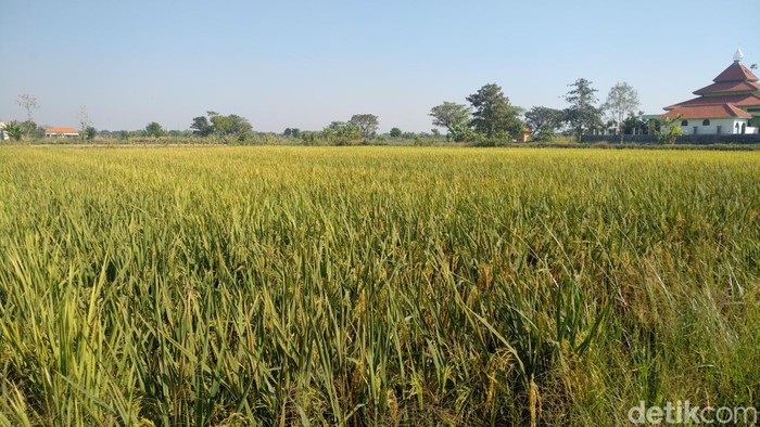 sawah lamongan