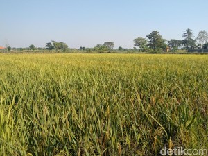 Naiknya Harga Gabah dan Beras Disambut Baik Petani Lamongan