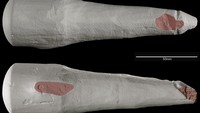 benda ini bisa saja berfungsi sebagai mainan seks, jika dilihat dari bentuknya yang mirip dengan penis sungguhan. Diduga, benda ini sengaja dibuat demikian. (Foto: Dokumentasi University of Cambridge)