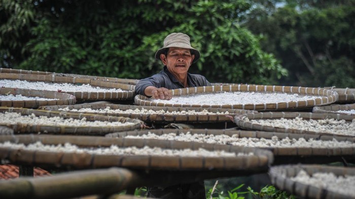 Warga menyelesaikan produksi tepung yang terbuat dari singkong di Kampung Adat Cireundeu, Cimahi, Jawa Barat, Selasa (21/2/2023). Warga Kampung Adat Cireundeu selain memanfaatkan singkong untuk bahan kue juga sebagai makanan pokok sehingga masyarakat setempat tidak bergantung pada beras dari padi yang menjadi makanan pokok mayoritas penduduk Indonesia. ANTARA FOTO/Raisan Al Farisi/nym.