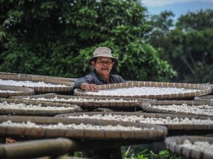 Mengenal Rasi, Beras Singkong Khas Cireundeu: Sejarah dan Cara Pembuatannya
