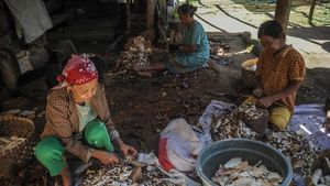 Warga Kampung Adat Cirendeu Pilih Singkong Jadi Makanan Pokok
