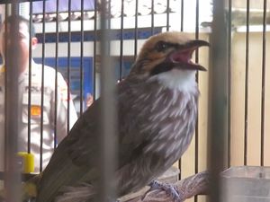 Sule & Gojret Dibekuk Polisi Gegara Curi Burung Cucak Rowo!