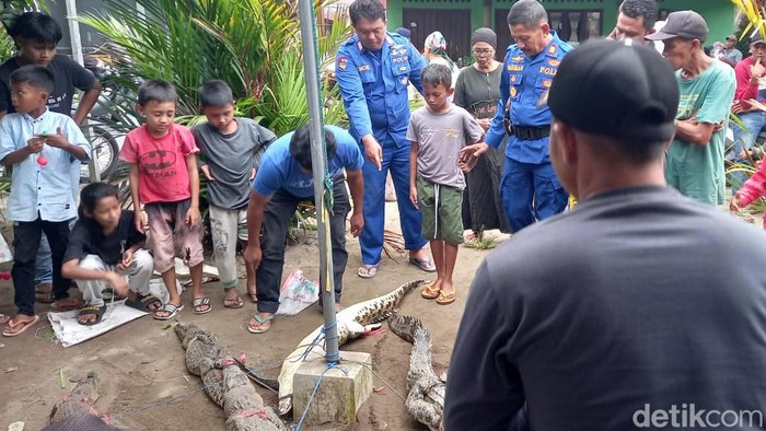 Warga menangkap buaya muara di Agam, Sumatera Barat.