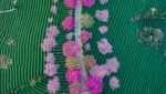 Lanskap Indah Sakura yang Bermekaran di Tengah Kebun Teh