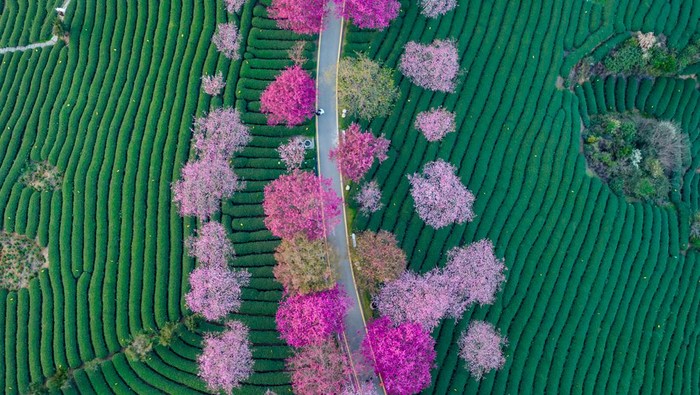 1466831827 LONGYAN, CHINA - FEBRUARY 15: Aerial view of cherry trees in bloom at a tea garden on February 15, 2023 in Longyan, Fujian Province of China. (Photo by Chen Yiping/VCG via Getty Images)