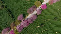 Warna khas bunga sakura yang bermekaran terlihat sangat kontras dengan warna hijau dari perkebunan teh.
