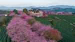 Lanskap Indah Sakura yang Bermekaran di Tengah Kebun Teh
