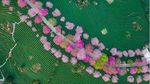 Lanskap Indah Sakura yang Bermekaran di Tengah Kebun Teh