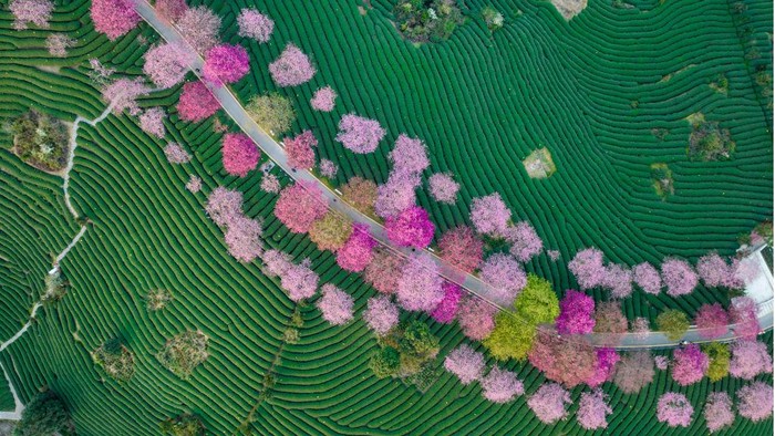 LONGYAN, CHINA - FEBRUARY 15: Aerial view of cherry trees in bloom at a tea garden on February 15, 2023 in Longyan, Fujian Province of China. (Photo by Chen Yiping/VCG via Getty Images)
