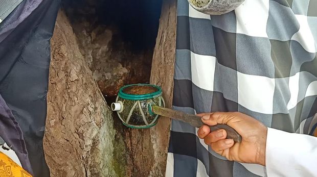 Air tirta (air suci) yang muncul dari pangkal pohon jati di Pura Jati Jembrana, Minggu ((19/2/2023). (I Putu Adi Budiastrawan/detikBali).