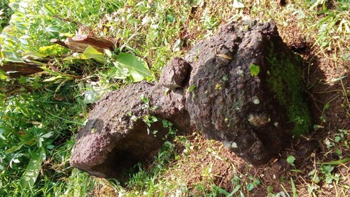 Batu menyerupai sarkofagus yang ditemukan warga di sekitar aliran sungai utara Bendungan Benel, Desa Manistutu, Kecamatan Melaya, Kabupaten Jembrana, Bali, Rabu (22/2/2023).