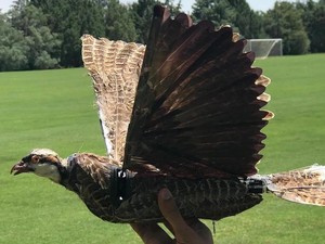 Ilmuwan Gunakan Burung Mati untuk Bikin Drone Pengintai