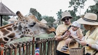 Pada waktu senggang, Aurel dan Atta juga mengajak sang anak ke kebun binatang. Membawa sayuran segar, Ameena diajarkan untuk memberikan makan jerapah. Foto: Instagram/aurelie.hermansyah