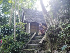 Cuma di Desa Ini, Padi Dilamar Layaknya Manusia