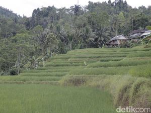 2 Bintang Ini Bukan Bintang Biasa bagi Desa Adat Sinar Resmi