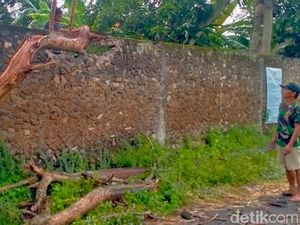 Duarr! Petir Sambar Pohon Jati hingga Terbelah di Mlese Klaten