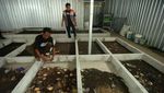 Melihat Budi Daya Maggot di Tegal