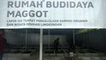 Melihat Budi Daya Maggot di Tegal