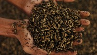 Dalam satu hari mampu menghasilkan sekitar 50 kilogram maggot dari tiga hingga lima kuintal sampah organik dan maggot basah dijual Rp 7 ribu per kilogram dan maggot kering Rp 80 ribu per kilogram. 