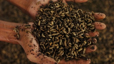 Melihat Budi Daya Maggot di Tegal