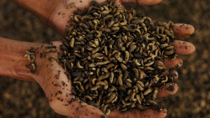 Pekerja memilih sampah untuk pakan maggot di Rumah budi daya maggot Desa Kebandingan, Kabupaten Tegal, Jawa Tengah, Rabu (22/2/2023). Budi daya maggot untuk pembuatan bahan baku pakan ternak yang berasal dari pengolahan sampah organik tersebut dalam satu hari mampu menghasilkan sekitar 50 kilogram maggot dari tiga hingga lima kuintal sampah organik dan maggot basah dijual Rp7 ribu per kilogram dan maggot kering Rp80 ribu per kilogram. ANTARA FOTO/Oky Lukmansyah/hp.