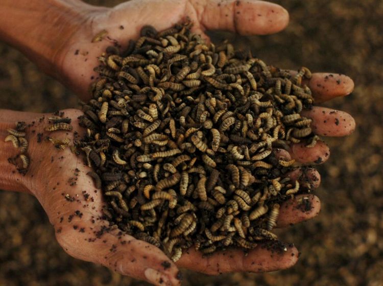 Melihat Budi Daya Maggot di Tegal