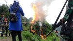 Petugas Gabungan Musnahkan 2,5 Hektare Ladang Ganja di Aceh