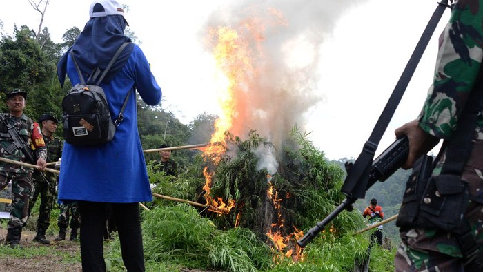 Personel gabungan Badan Narkotika Nasional (BNN) provinsi Aceh bersama anggota TNI dan Polri membakar tanaman ganja saat pemusnahan di kawasan pegunungan Indrapuri, Kabupaten Aceh Besar, Aceh, Rabu (22/2/2023). Dalam operasi tersebut, BNN provisi Aceh memusnahkan seluas 2,5 hektare tanaman ganja siap panen berumur sekitar dua bulan dengan jumlah sekitar 18.000 batang dengan cara dibakar, sedangkan pemilik tanaman ganja tersebut tidak berhasil ditangkap. ANTARA FOTO/Ampelsa/aww.