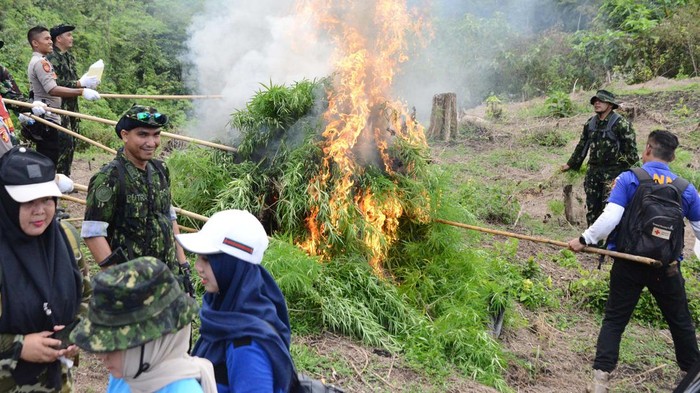 PEMUSNAHAN TANAMAN GANJA DI PEGUNUNGAN ACEH BESAR Personel gabungan Badan Narkotika Nasional (BNN) provinsi Aceh bersama anggota TNI dan Polri membakar tanaman ganja saat pemusnahan di kawasan pegunungan Indrapuri, Kabupaten Aceh Besar, Aceh, Rabu (22/2/2023). Dalam operasi tersebut, BNN provisi Aceh memusnahkan seluas 2,5 hektare tanaman ganja siap panen berumur sekitar dua bulan dengan jumlah sekitar 18.000 batang dengan cara dibakar, sedangkan pemilik tanaman ganja tersebut tidak berhasil ditangkap. ANTARA FOTO/Ampelsa/aww.