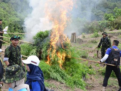 Petugas Gabungan Musnahkan 2,5 Hektare Ladang Ganja di Aceh