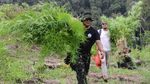 Petugas Gabungan Musnahkan 2,5 Hektare Ladang Ganja di Aceh