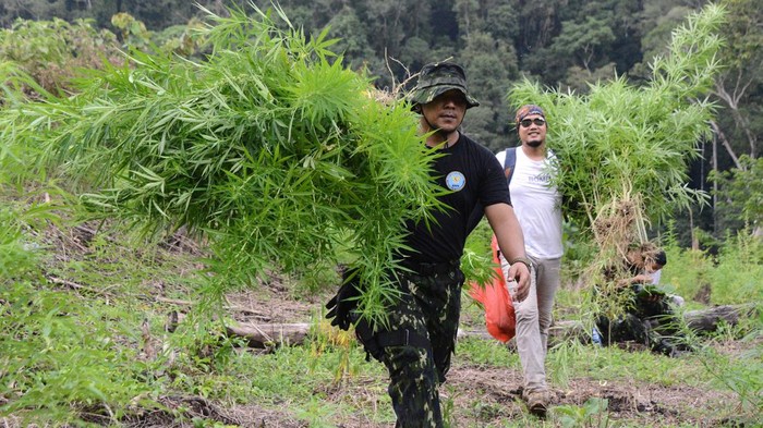 PEMUSNAHAN TANAMAN GANJA DI PEGUNUNGAN ACEH BESAR Personel gabungan Badan Narkotika Nasional (BNN) provinsi Aceh bersama anggota TNI dan Polri membakar tanaman ganja saat pemusnahan di kawasan pegunungan Indrapuri, Kabupaten Aceh Besar, Aceh, Rabu (22/2/2023). Dalam operasi tersebut, BNN provisi Aceh memusnahkan seluas 2,5 hektare tanaman ganja siap panen berumur sekitar dua bulan dengan jumlah sekitar 18.000 batang dengan cara dibakar, sedangkan pemilik tanaman ganja tersebut tidak berhasil ditangkap. ANTARA FOTO/Ampelsa/aww.
