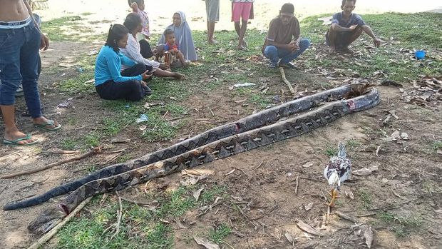 Penampakan ular 9 meter di Muna Barat, Sultra.