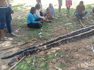 Nasib Piton 8 dan 9 Meter di Muna Barat Mati Ditebas Usai Serang Babi-Anjing