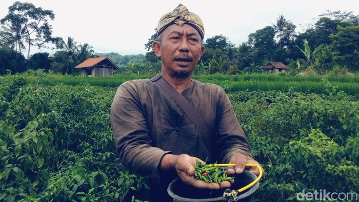 Petani cabai di Kuningan