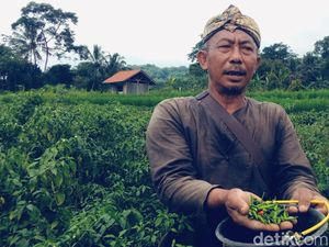 Derita Petani Cabai di Kuningan, Harga Naik Produksi Malah Berkurang