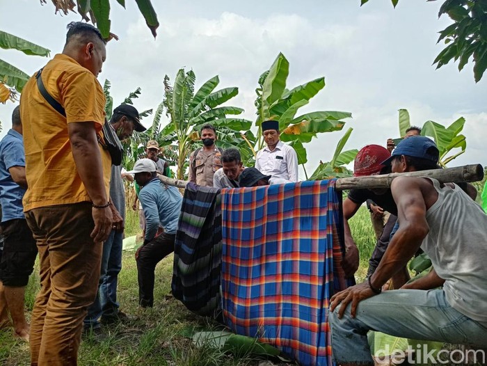 Petani Gresik yang ditemukan tewas karena dipatuk ular  dievakuasi