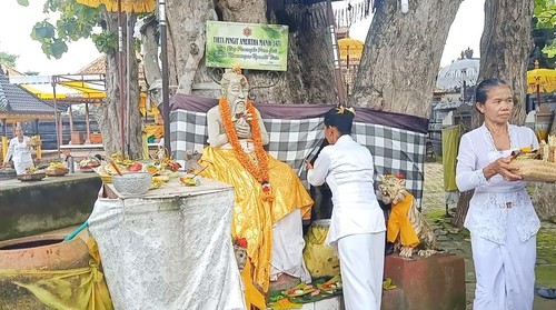 Pohon teges (jati) yang memiliki sumber air abadi yang terdapat pada pangkal pohon di Pura Jati Jembrana, Minggu (19/2/2023). (I Putu Adi Budiastrawan/detikBali).
