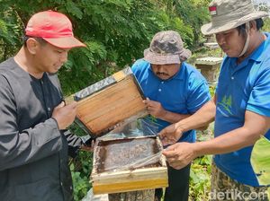 Manisnya Madu Klanceng dan Pesona Mangrove Indramayu