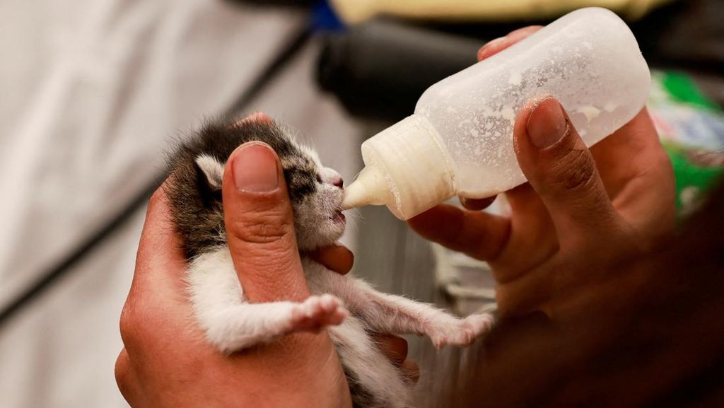 Potret Relawan Beri Susu Bayi Kucing Korban Gempa