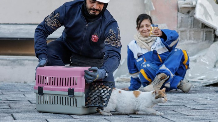 Potret Relawan Beri Susu Bayi Kucing Korban Gempa HAYTAP sebuah organisasi peduli binatang terus berjuang menyelamatkan hewan-hewan yang turut menjadi korban gempa Turki. Seperti kucing ini.