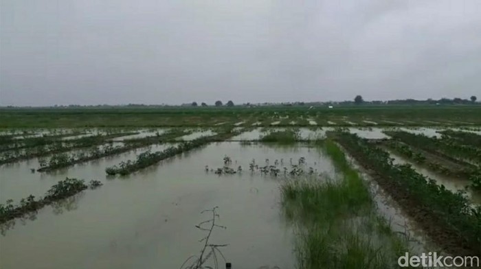 Puluhan hektare lahan tanaman cabai di Desa Kecipir, Kecamatan Losari, Brebes, terendam banjir, Rabu (22/2/2023).
