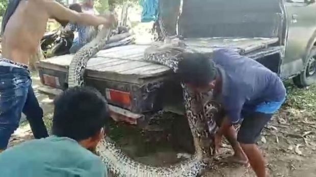 Ular piton 9 meter di Muna Barat, Sultra diangkut ke mobil pikap untuk dijual.