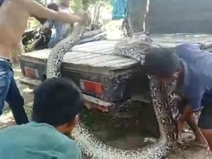 Petani di Muna Ungkap Cara Lumpuhkan Piton 9 Meter yang Lilit Anjingnya